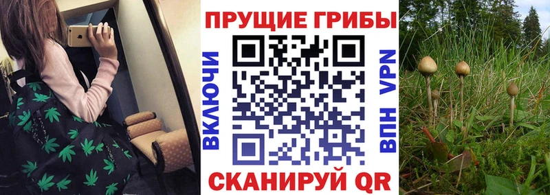 наркошоп  Усмань  kraken зеркало  Галлюциногенные грибы Psilocybine cubensis 